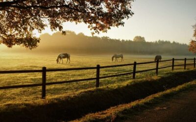 Horse Boarding in Bragg Creek: What to Look for Before Choosing a Facility