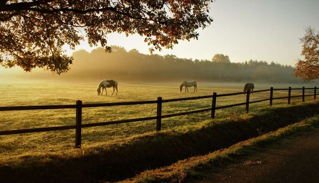 Horse boarding facility in Bragg Creek and Foothills County