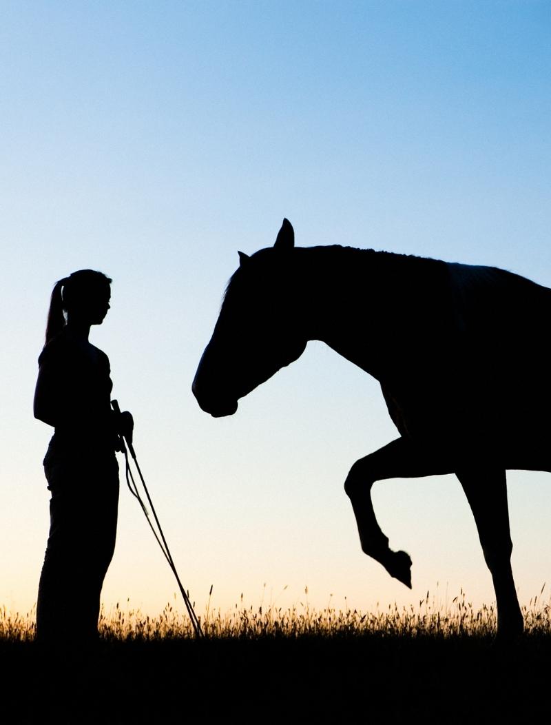 calgary dressage trainer